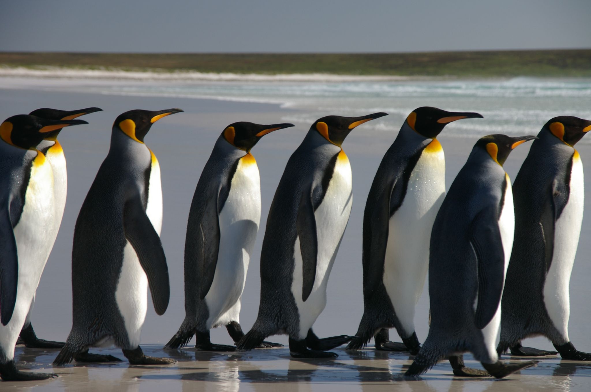 penguins